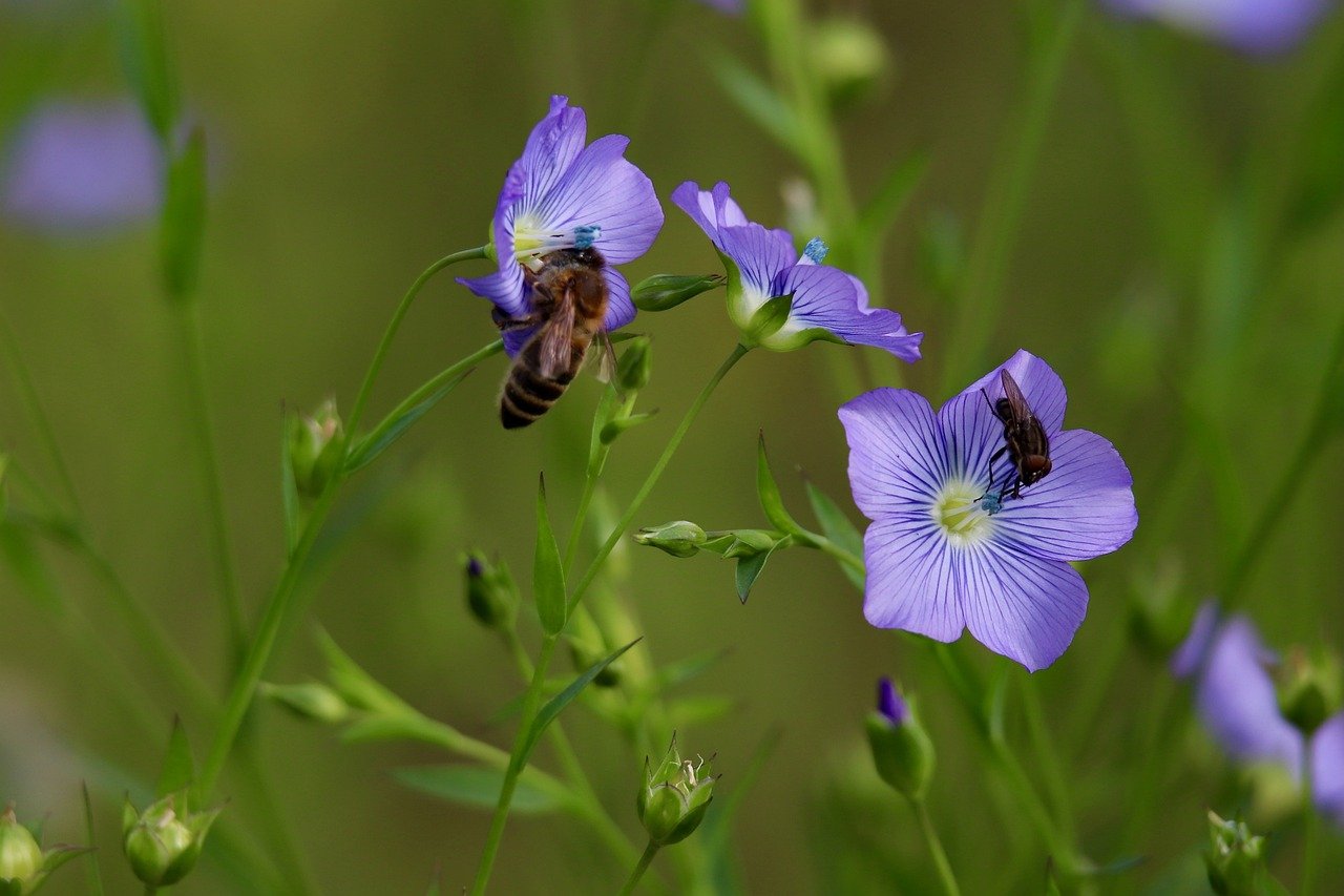 The Role of Perennial Crops in Sustainable Agriculture